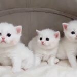 5000dhs each white scottish straight kittens