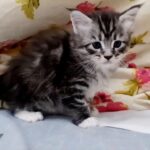 10000dhs fixed last silver maine coon pure with pedigree