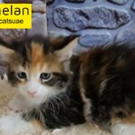 10000dhs fixed amazing maine coon girl pure with pedigree