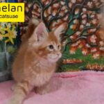 9000dhs last red maine coon boy