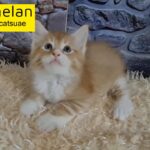 10000dhs fixed maine coon boy rare color pure with pedigree