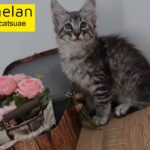 10000dhs fixed price maine coon boy