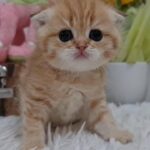 8000dhs fixed golden scottish fold pure breed
