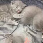scottish fold kitten available
