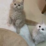 persian males kitten