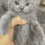 scottish fold kitten