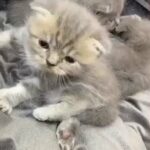 scottish fold kitten available