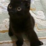 black scottish fold male available