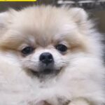 Pomeranian teacup/mini female 8months old