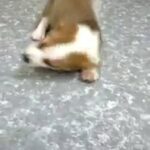 Corgi female puppy