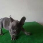 Cute blue french bulldog puppy