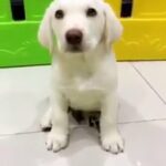 Adorable lab male puppy
