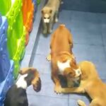 Puppies availble, husky, beagle, labrador, british