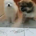 Samoyed and japanese akita puppy