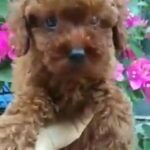 Tea cup poodle female available