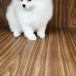 Adorable pomeranian male puppy