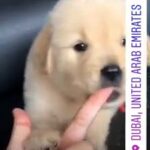 Cute golden retreiver puppy