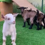 Born Troll goat