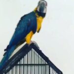 Macaw blue and gold,7months old!