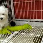 Mini maltese puppy