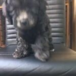 Female Toy Poodle