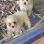 Two adorable mini maltese puppies