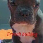 French bulldog available