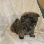 Pomeranian male 2 months old