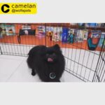 Black MINI POMERANIAN (Male) | 0563770992