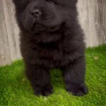 chow chow female