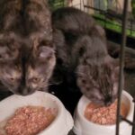 Scottish Fold females