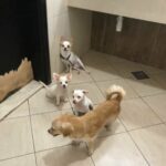 full chihuahua family for sale