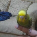 cute and friendly budgie