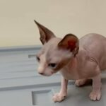 Sphynx kitten for sale pure breed vaccine book included