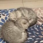 Scottish fold kittens