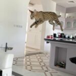 Savanna hybrid cat for sale urgent