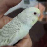 بادجى البينو اليف صغير ياكل بروحه