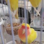 لاف بيرد ااتينو اليف