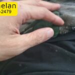 كنيور تركواز اليف