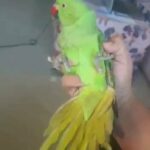 زوج ببغاء دره اليف جدا