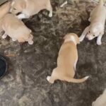 Labrador mix puppies female only available