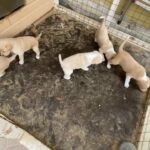 Labrador mix puppies