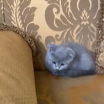 *SOLD* Blue Scottish fold male