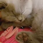 Pet sitter in Dubai