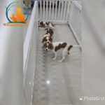 king charles cavalier spaniel