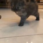 siberian cat, 1 month and 1week . father is Siberian, mother Ragdul