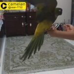 بينتاكون بغبغا