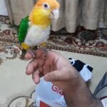 white bile kaeke parrot