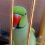 Ringnick parrot