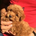 Maltipoo with Fci pedigree